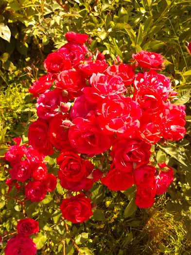 Fotografie0324 - AAAAA_R_TRANDAFIRI 2015_2017