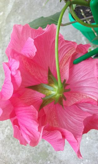 20150801_150825 - Hibiscus Hawkins Pride