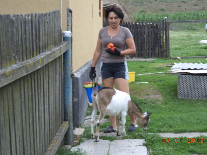 Lenuta cu ieduta metis