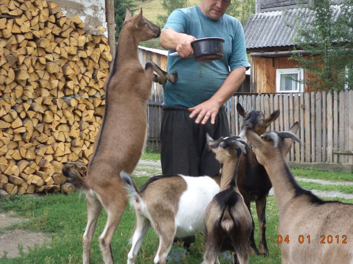 Petrica asaltat de caprite