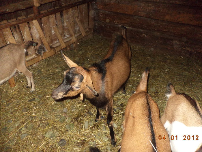 Tapul frumos de la Reghin-2