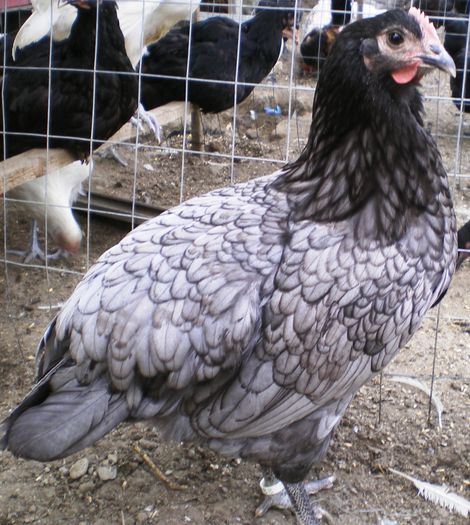 IMGP0298 - Australorp