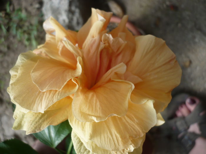 P1230526