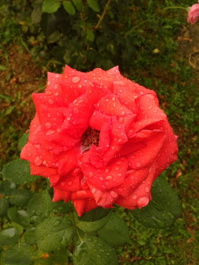 Fotografie0332 - AAAAA_R_TRANDAFIRI 2015_2017