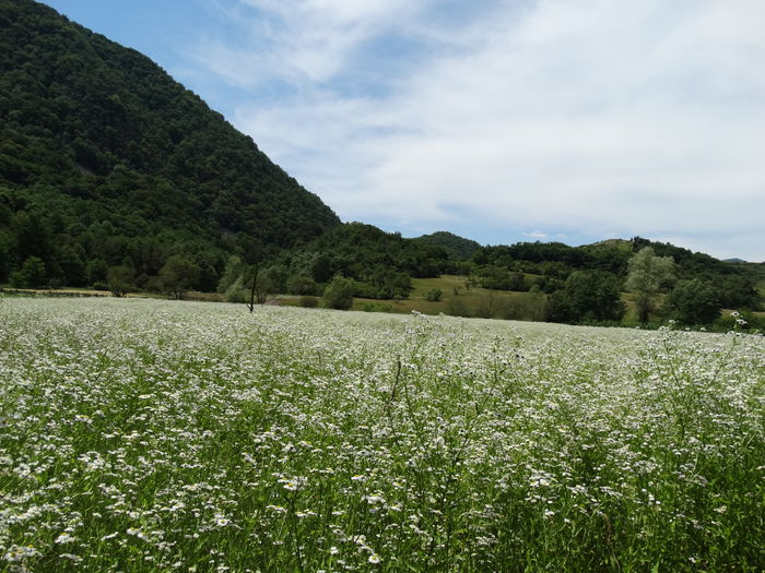 DSC02205 - CHEILE MAZII