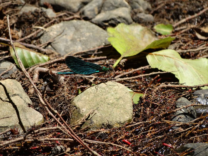 DSC02246 - CHEILE MAZII