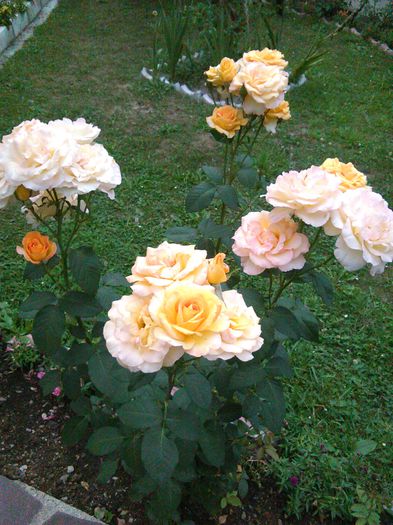 IMG_20150813_181845 - Trandafiri 2015