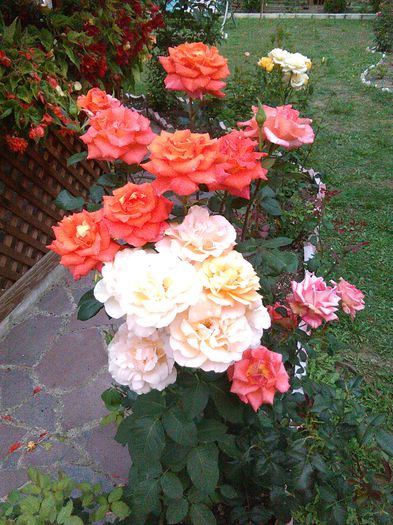 IMG_20150813_181836 - Trandafiri 2015