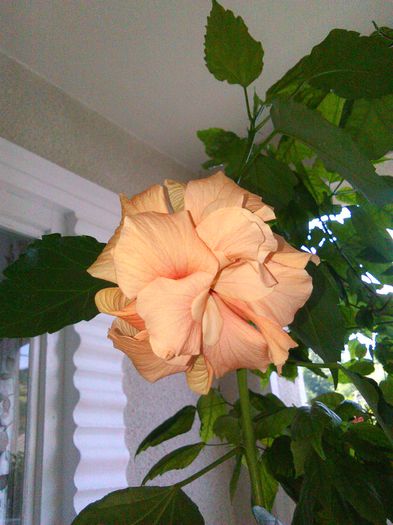Clasic Apricot - Hibiscusi 2015