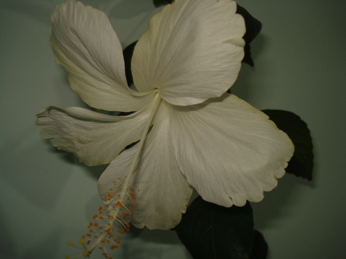 Daity White - FLORI 2015