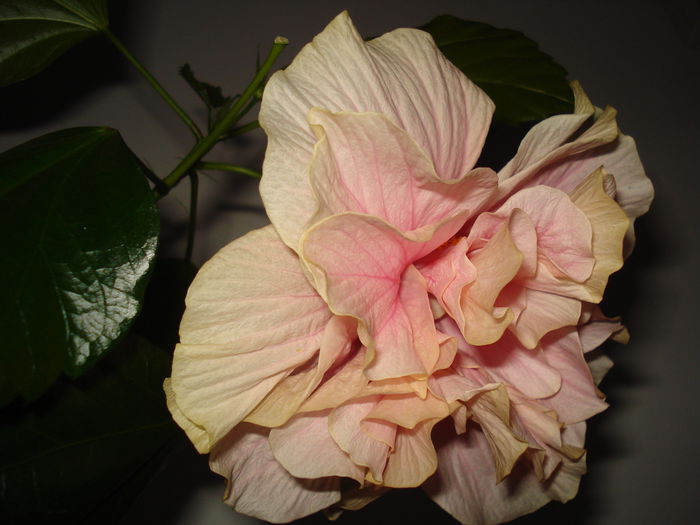 Classic Pink - FLORI 2015