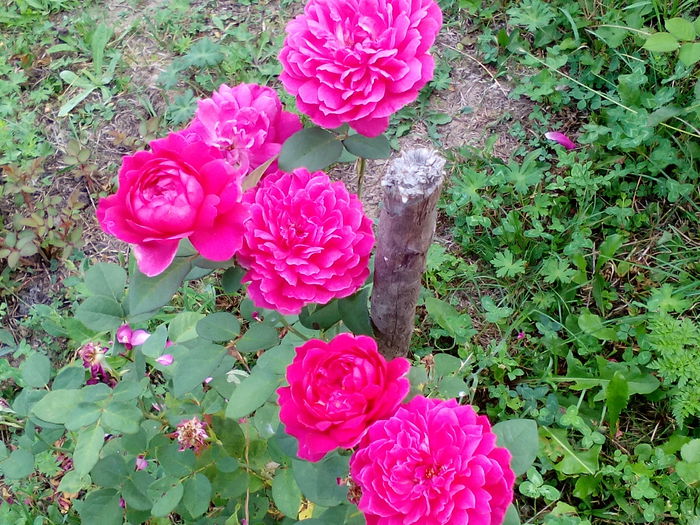 IMG_20150814_081658 - Sophys  rose