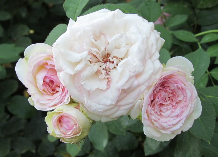 Eden Rose - 2015 trandafiri _VI