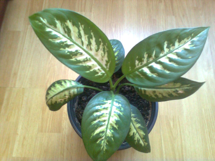 DIEFFENBACHIA. - PLANTE ORNAMENTALE