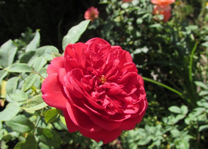 lami-des-jardins(Guillot) - 2015 trandafiri _VI