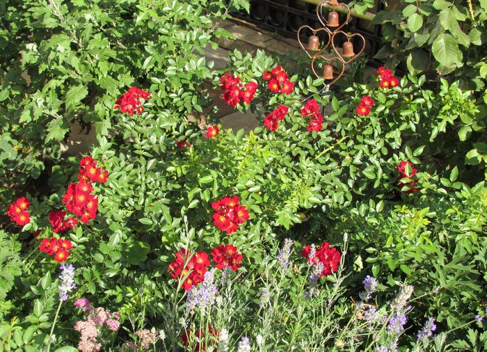 Bienenweide Rot