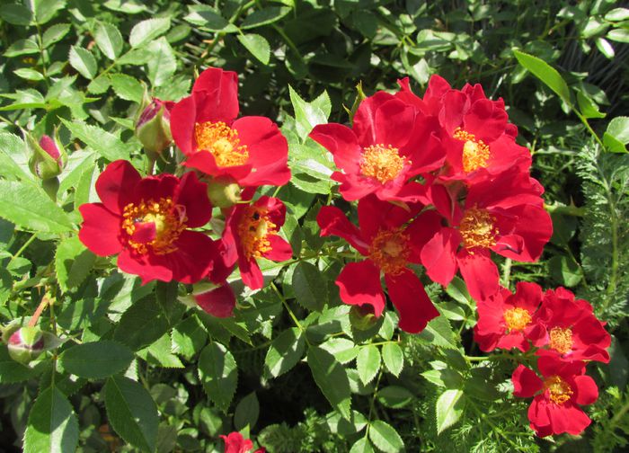 Bienenweide Rot