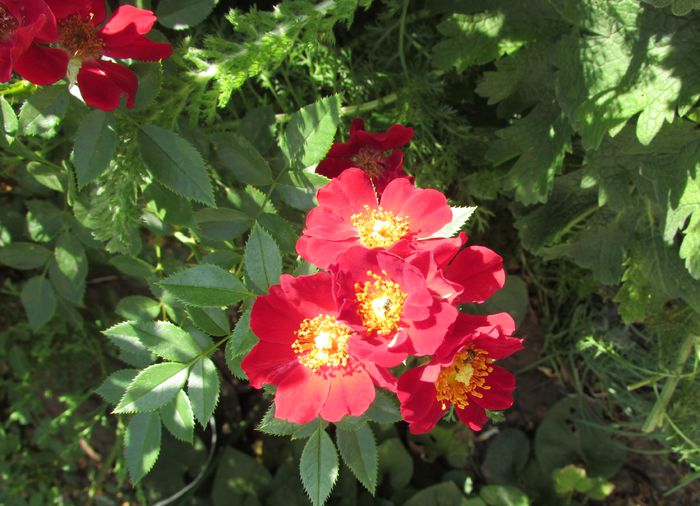 Bienenweide Rot