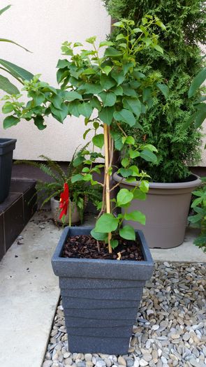 20150814_123113 - Bougainvillea