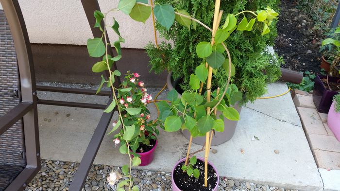 20150814_122848 - Bougainvillea