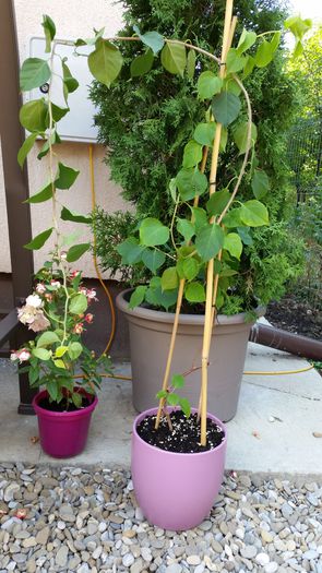 20150814_122815 - Bougainvillea