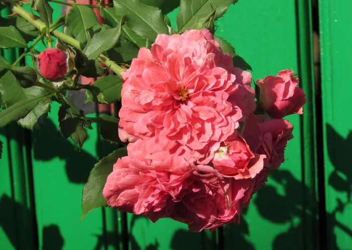 Rosarium Uetersen - 2015 trandafiri _VI