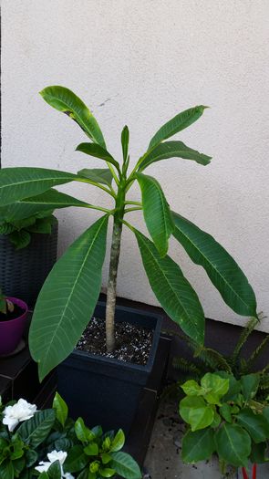 20150814_123129 - Plumeria