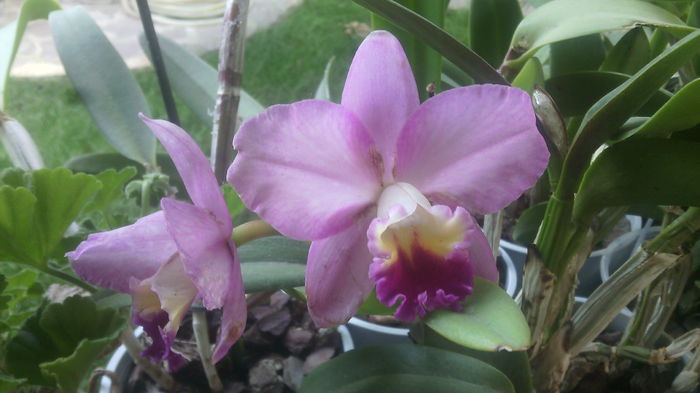 IMG_20150716_163745 - Cattleya-Epicattleya-Laelia