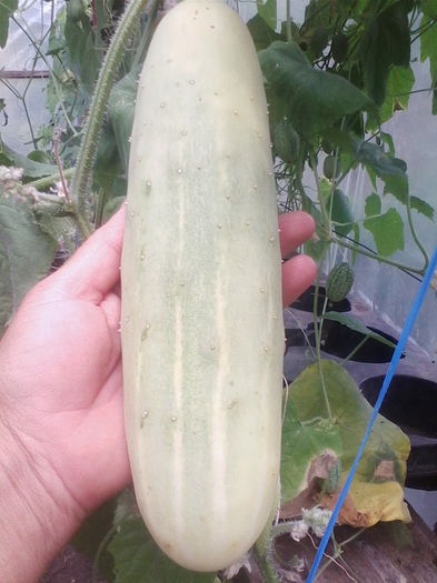 castraveti Vietnam