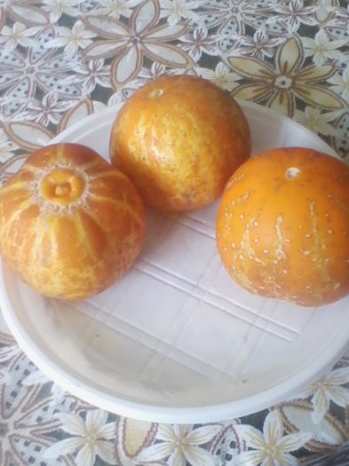 castravete lemon