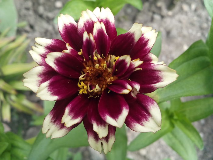 IMG_20150802_152646 - 2015 Flori in  gradina