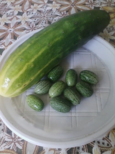 cucamelon-cel mai mic castravete