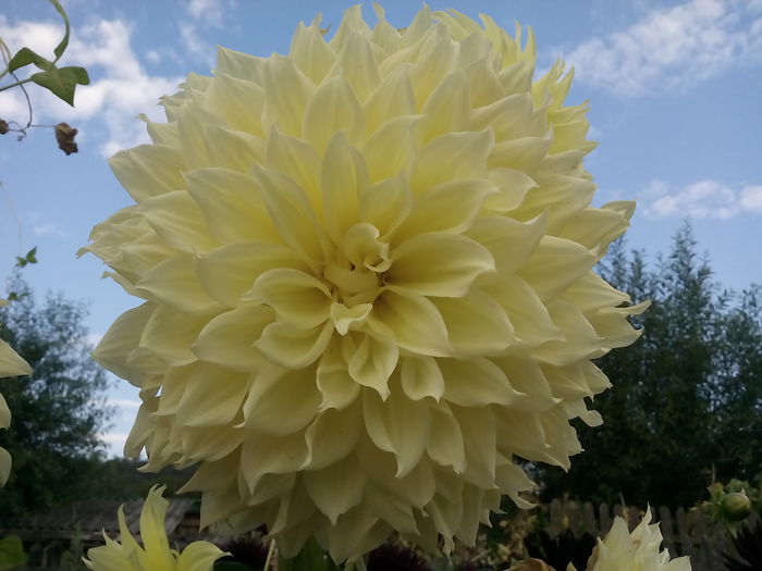 IMG_20150814_081813 - 2015 Flori in  gradina