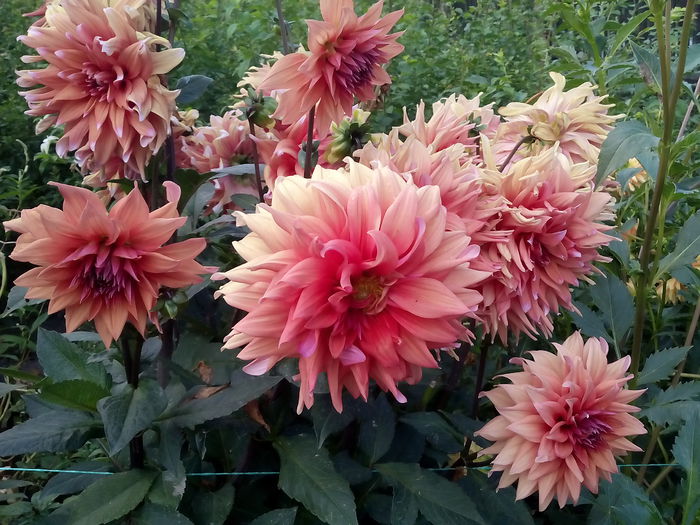 IMG_20150814_081844 - 2015 Flori in  gradina