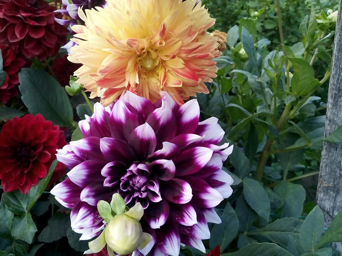 IMG_20150814_081910 - 2015 Flori in  gradina