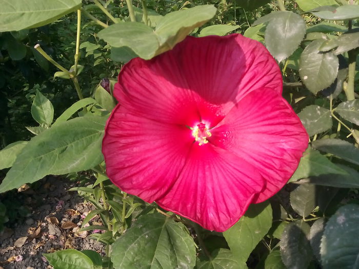 IMG_20150811_085200 - 2015 Flori in  gradina