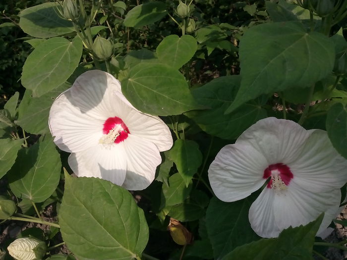 IMG_20150811_085215 - 2015 Flori in  gradina