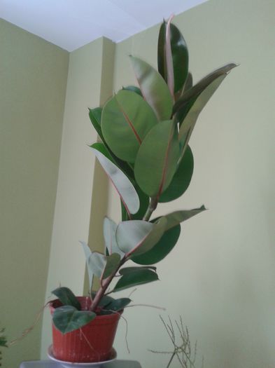 20150814_153111 - ficus