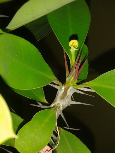 20150814_152548 - euphorbia splendens - Coroana lui Isus