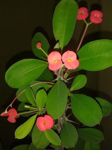 20150814_152524 - euphorbia splendens - Coroana lui Isus