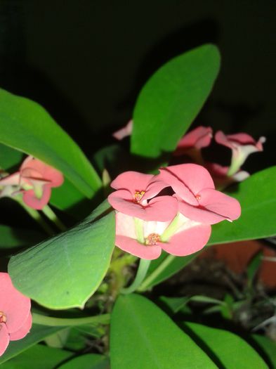 20150814_152513 - euphorbia splendens - Coroana lui Isus