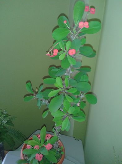 20150814_152427 - euphorbia splendens - Coroana lui Isus