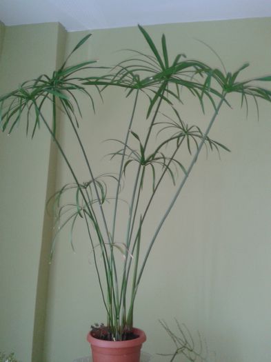 20150814_151854 - Cyperus