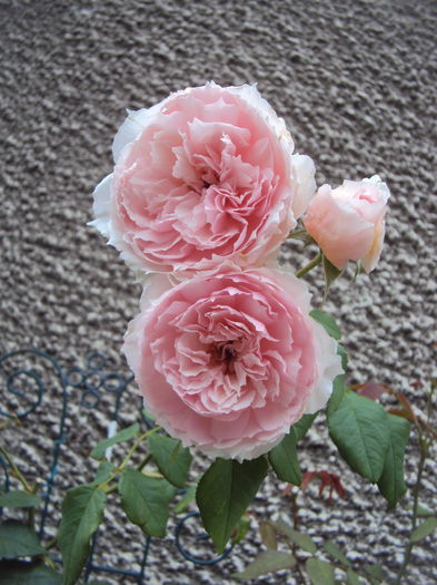 DSC04108 - The Wedgwood Rose