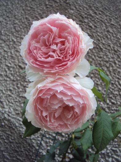 DSC04109 - The Wedgwood Rose