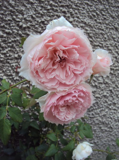 DSC04110 - The Wedgwood Rose