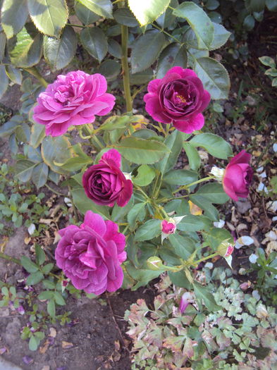 DSC04796