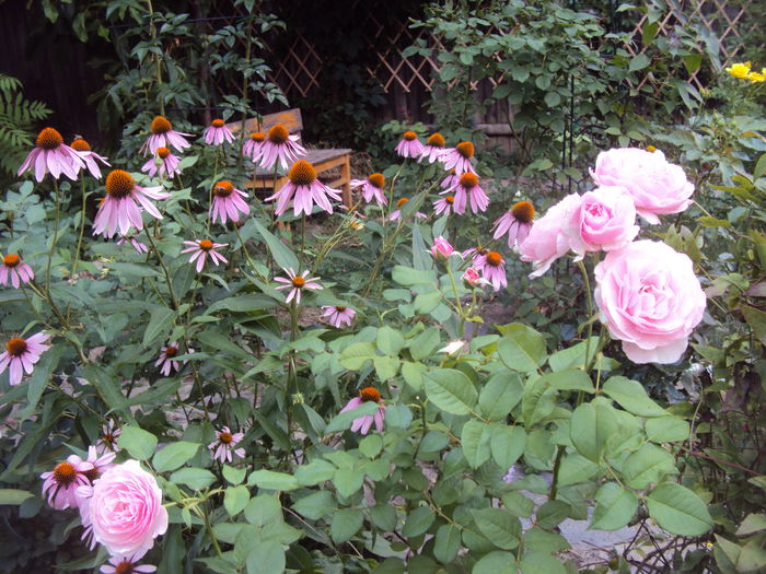 DSC04011