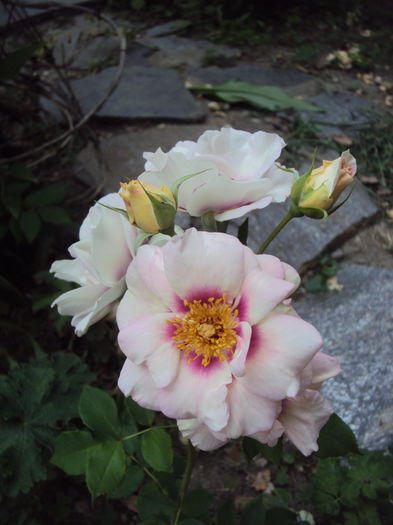 DSC04024