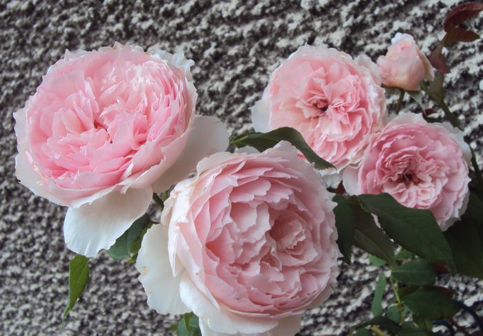 DSC04028 - The Wedgwood Rose
